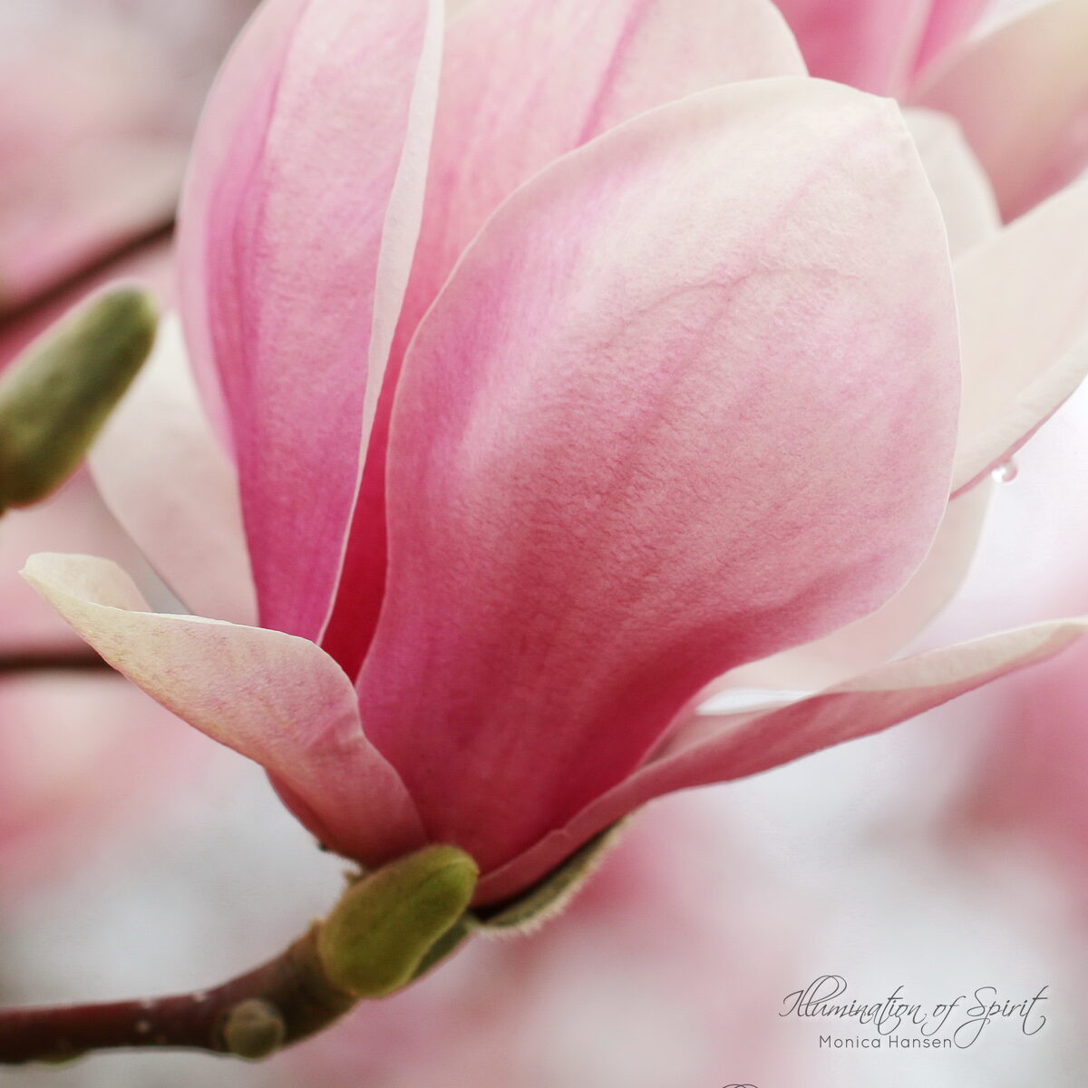Photograph — Flowers & Gardens
