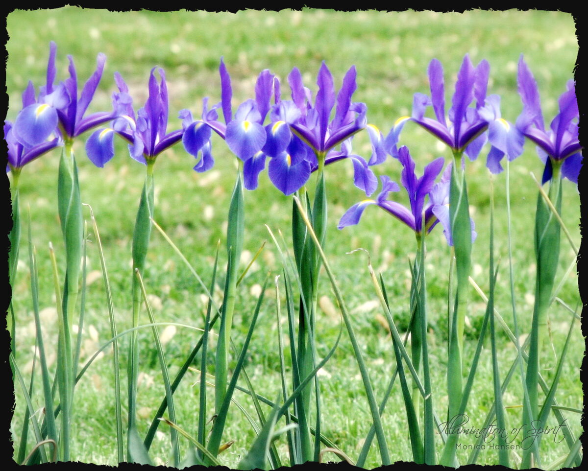 Photograph — Flowers & Gardens