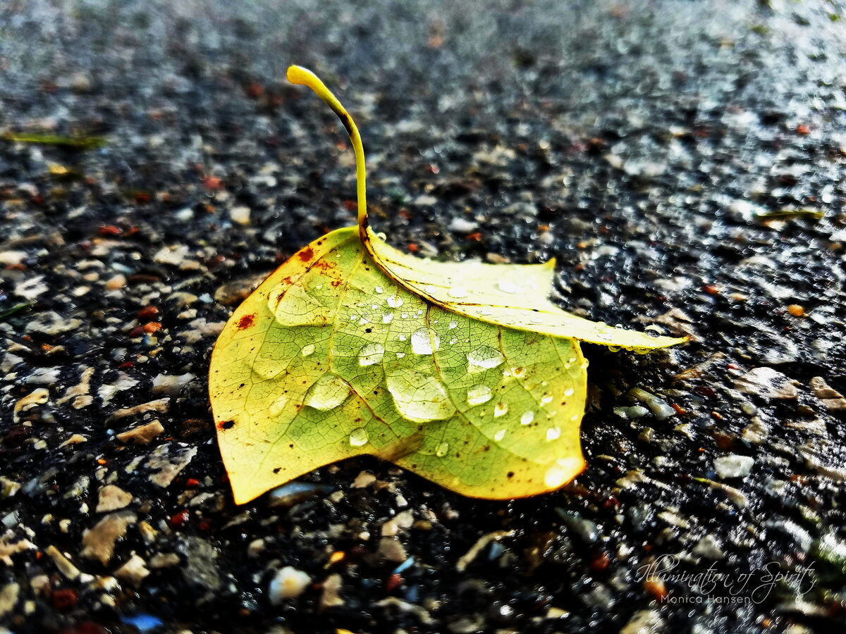 Photograph — Nature & Outdoors
