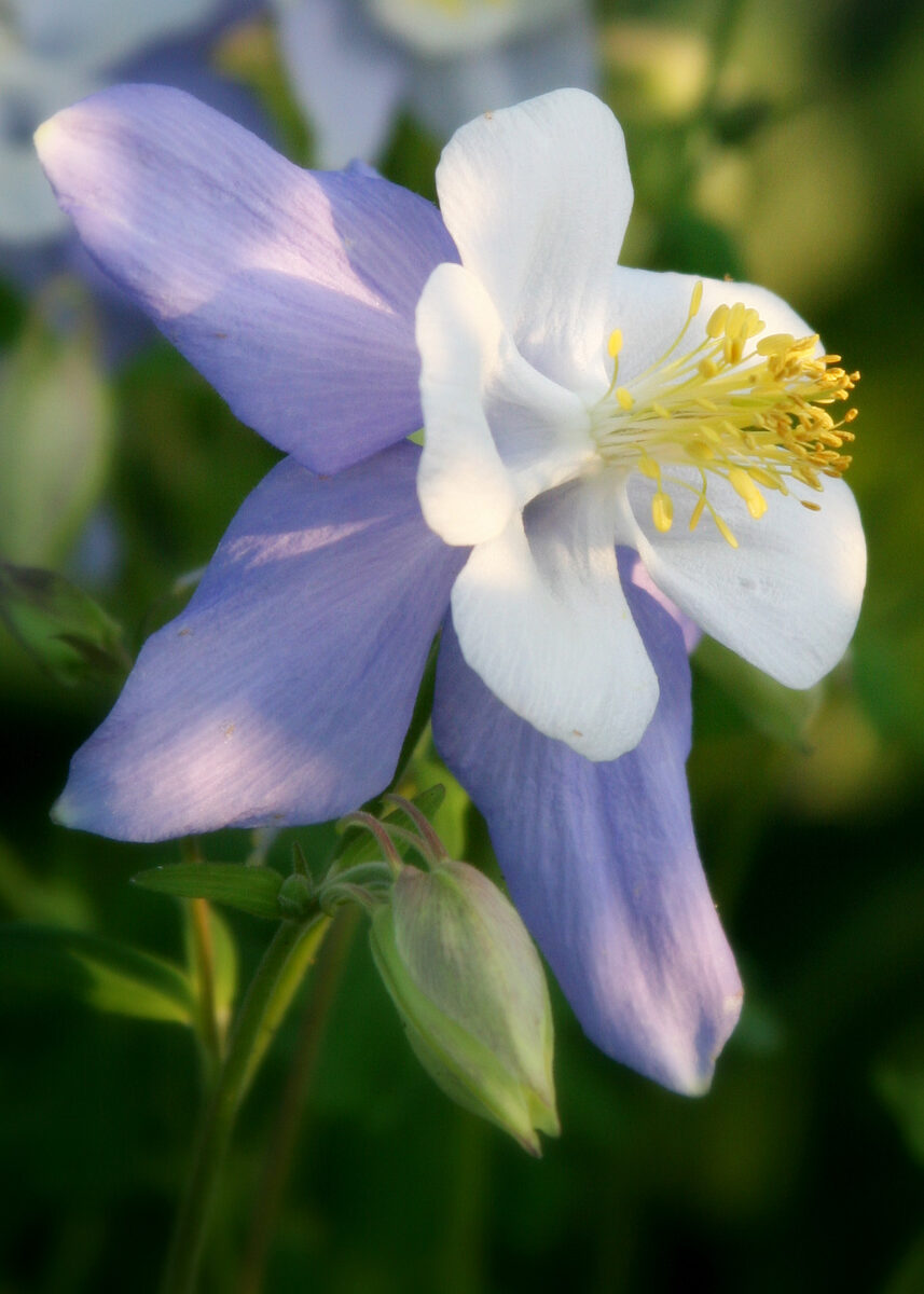 Photograph — Flowers & Gardens