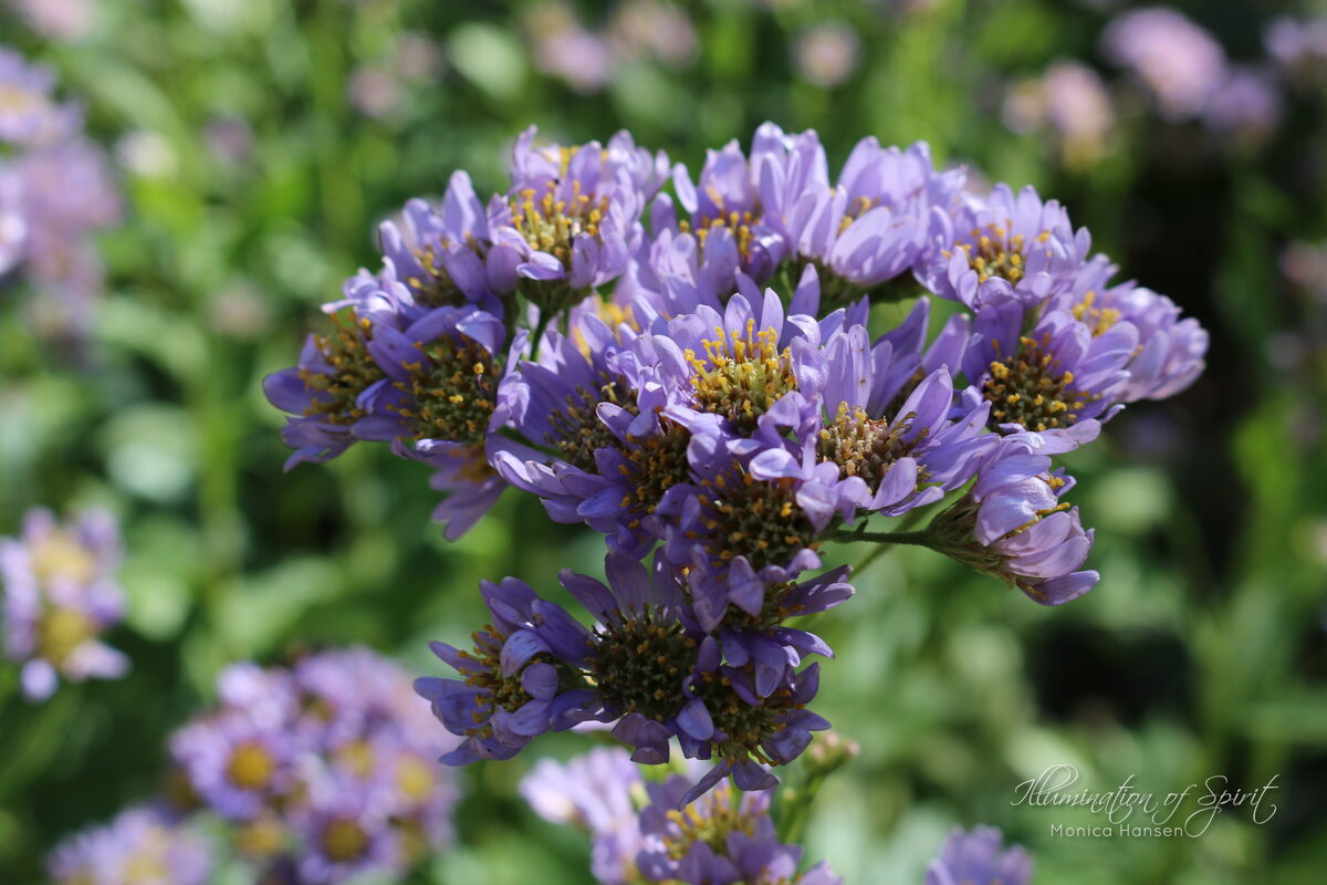 Photograph — Flowers & Gardens