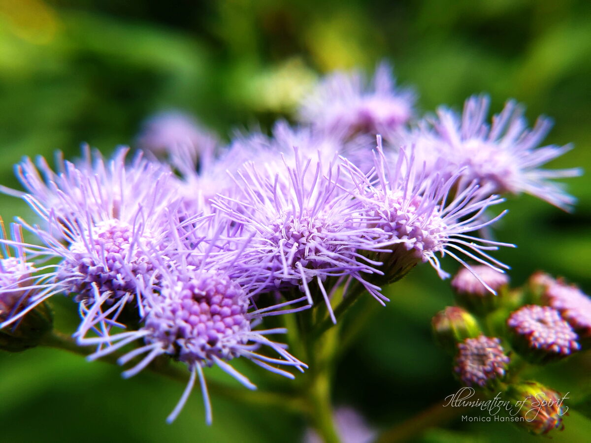 Photograph — Flowers & Gardens