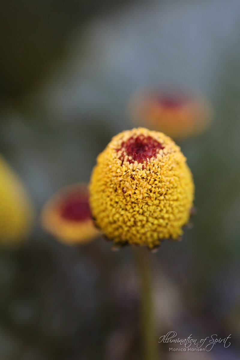 Photograph — Flowers & Gardens