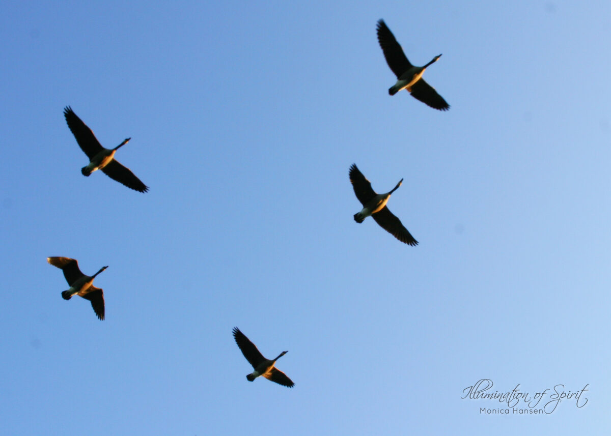Photograph — Wildlife