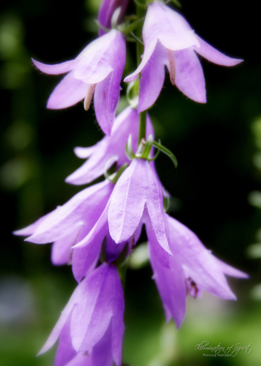Photograph — Flowers & Gardens