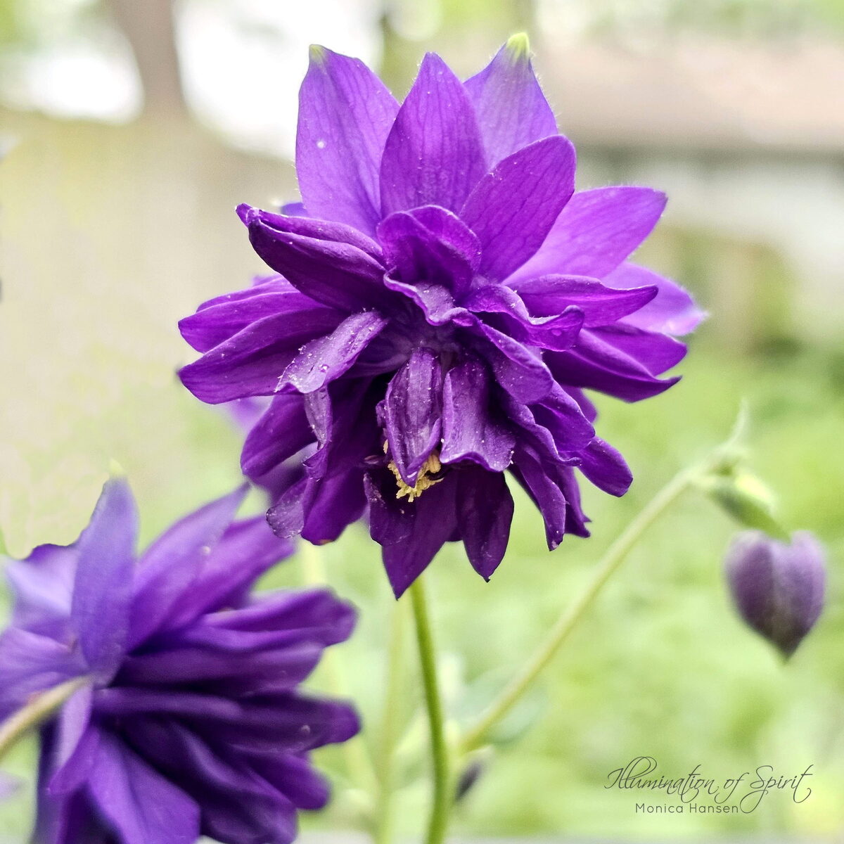 Photograph — Flowers & Gardens