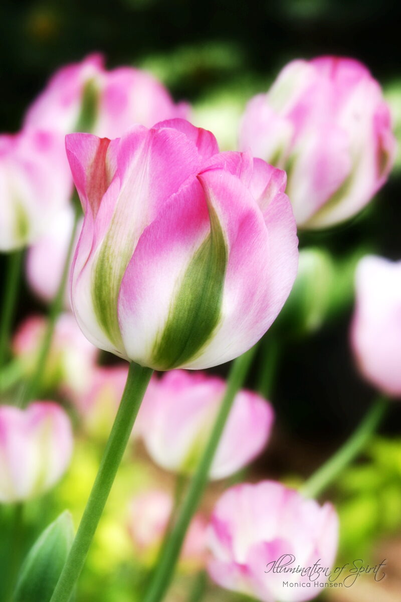 Photograph — Flowers & Gardens