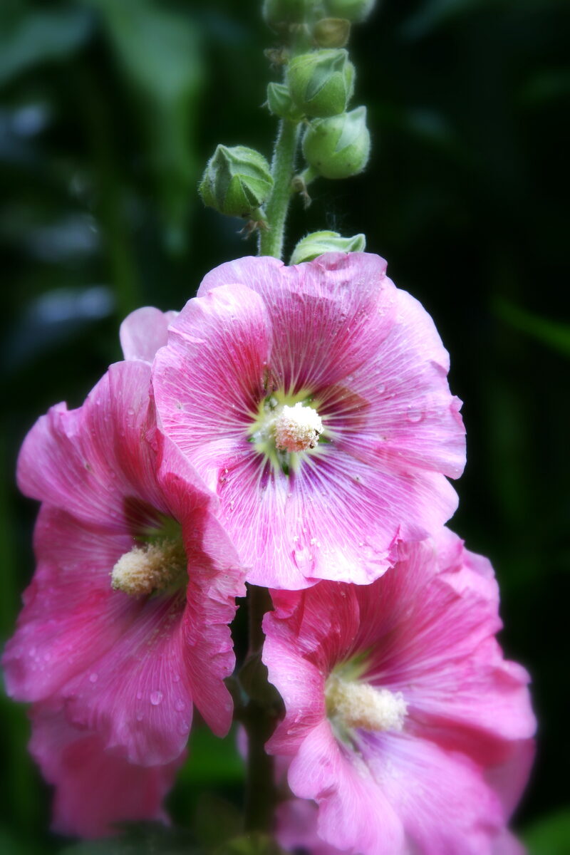 Photograph — Flowers & Gardens