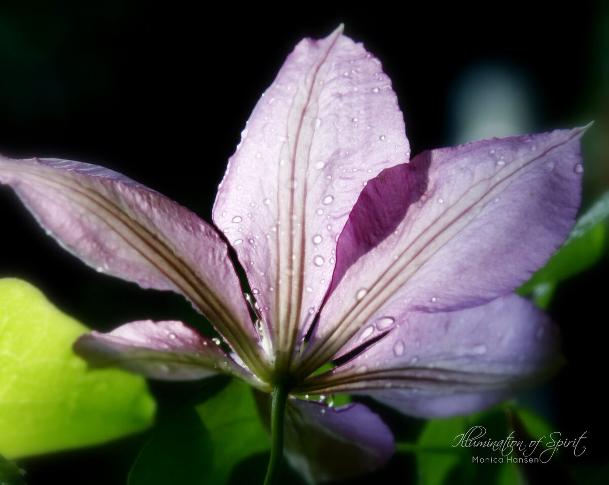 Photograph — Flowers & Gardens