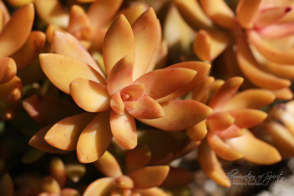 Photograph — Flowers & Gardens