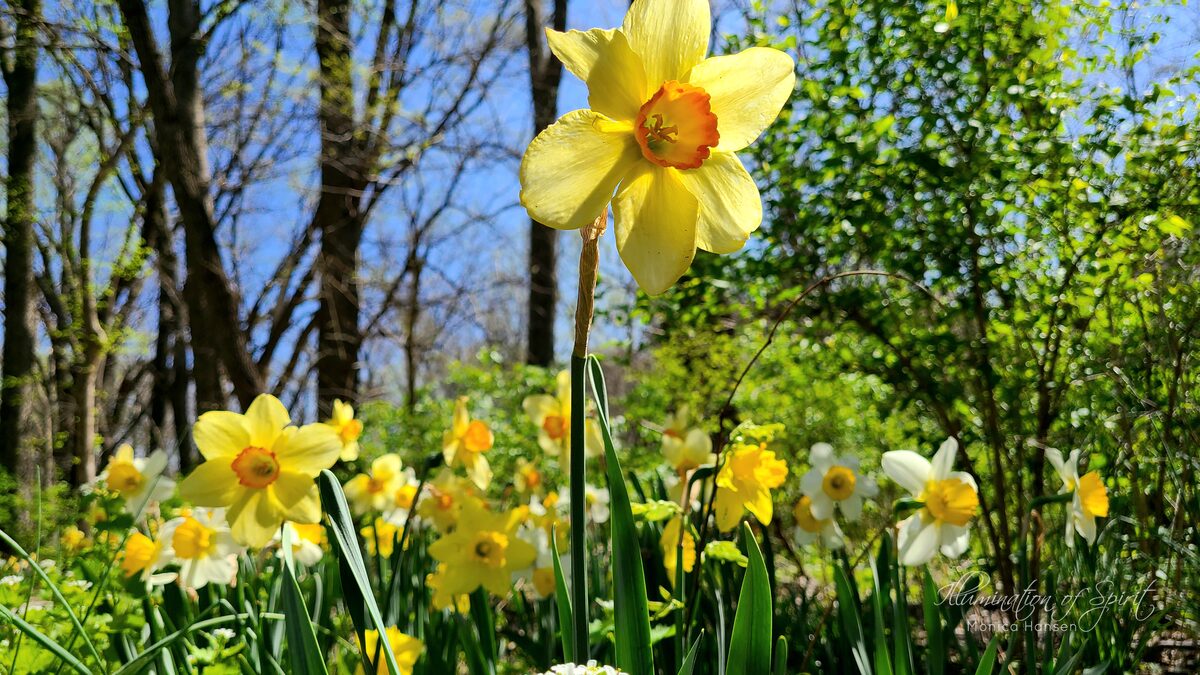Photograph — Flowers & Gardens