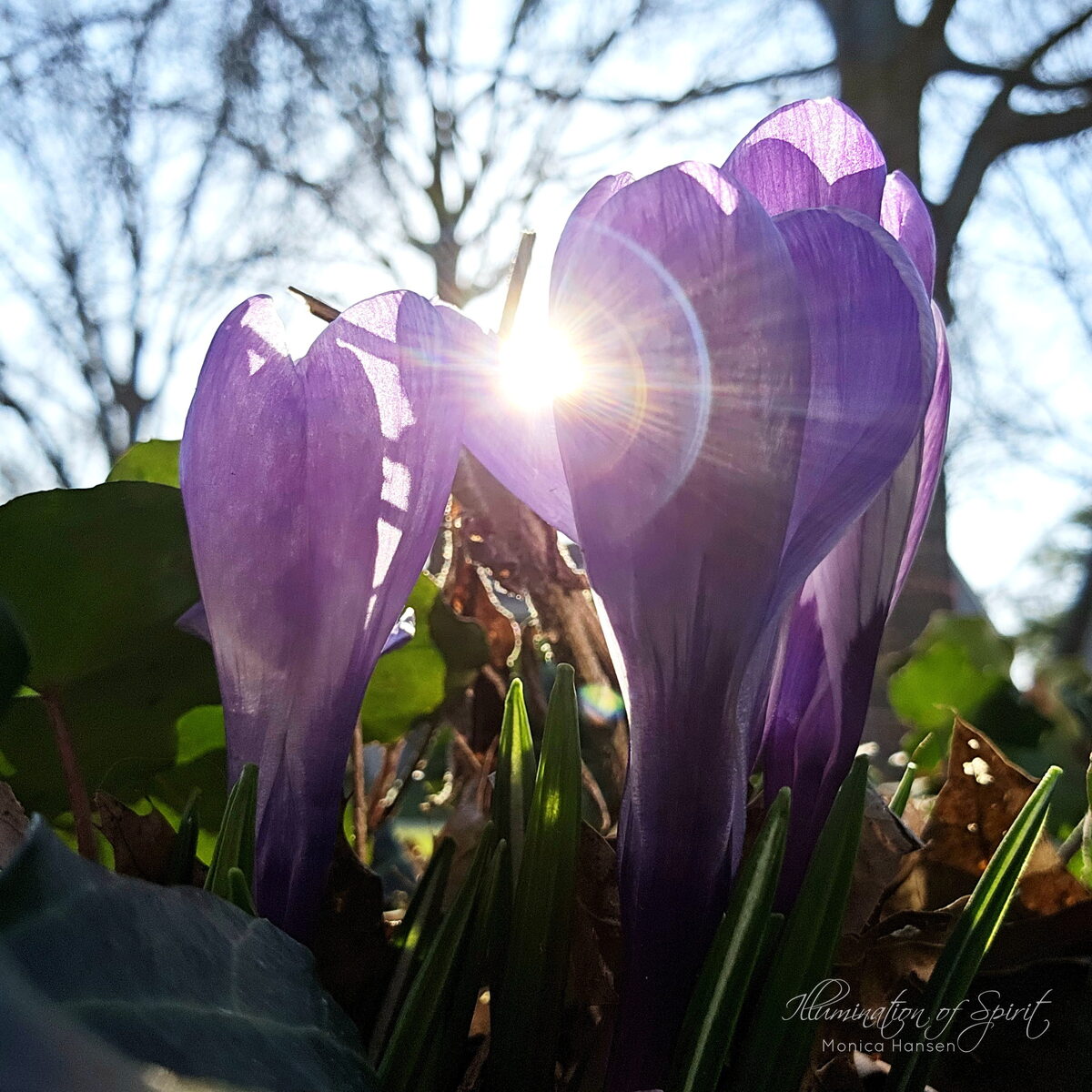 Photograph — Flowers & Gardens